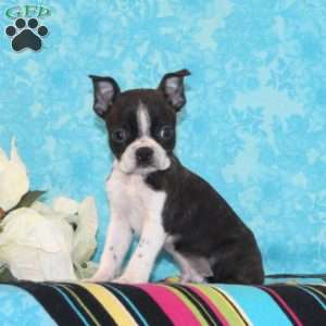 Mango, Boston Terrier Puppy